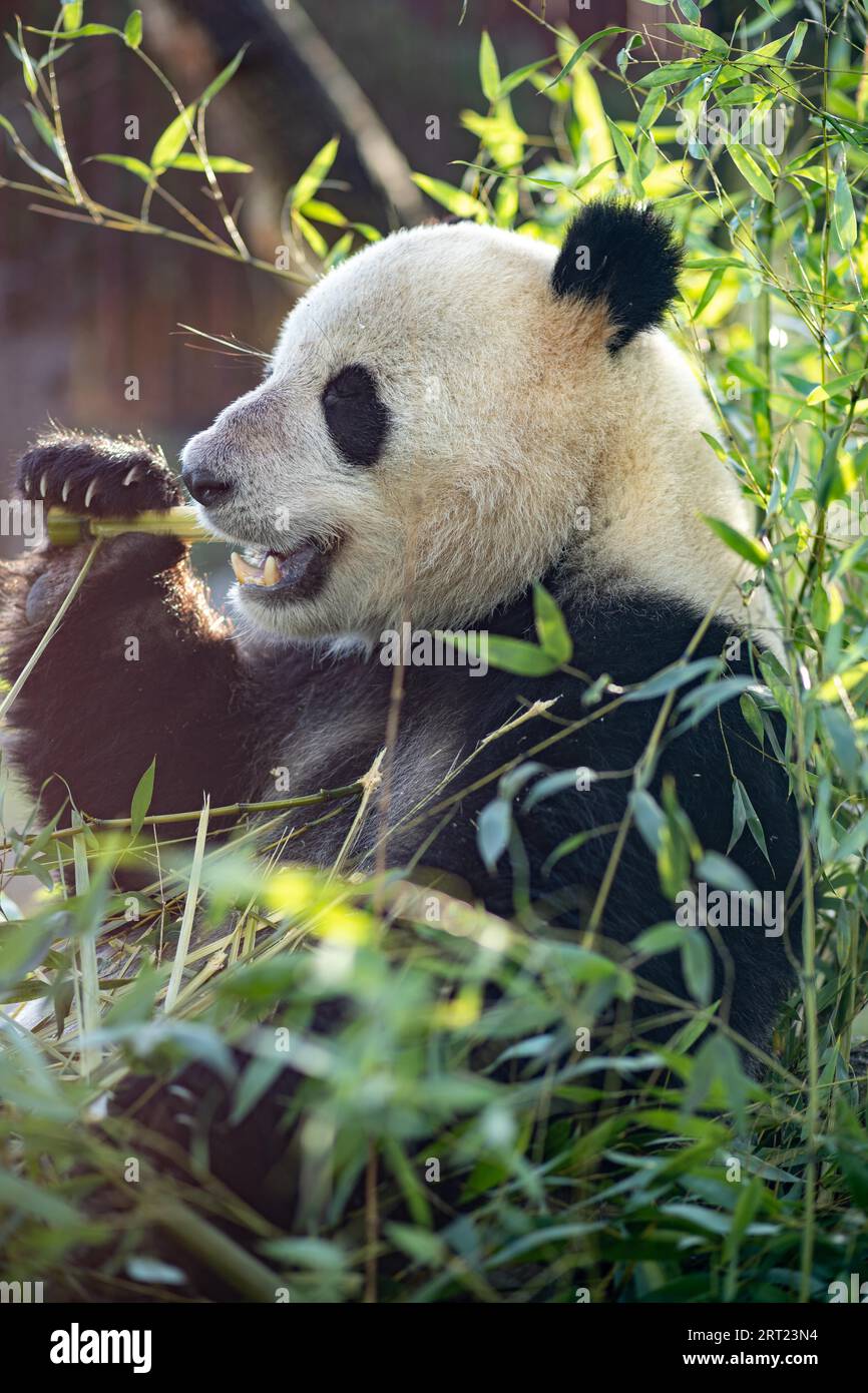Copenhagen, Denmark, January 04, 2020: A panda eating bambus in the outdoor  area in Copenhagen Zoo Stock Photo - Alamy