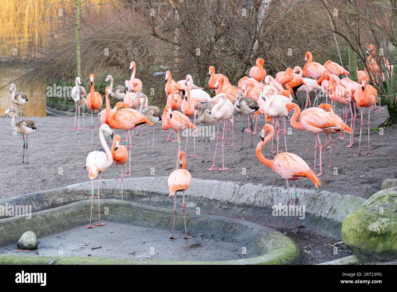 Frederiksberg, Denmark, January 04, 2020: Group of flamingos in Copenhagen Zoo Stock Photo