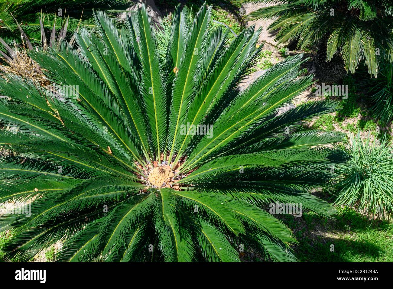 Cycas Revoluta or the Sago Palm. Evergreen plant from the cycad family Stock Photo