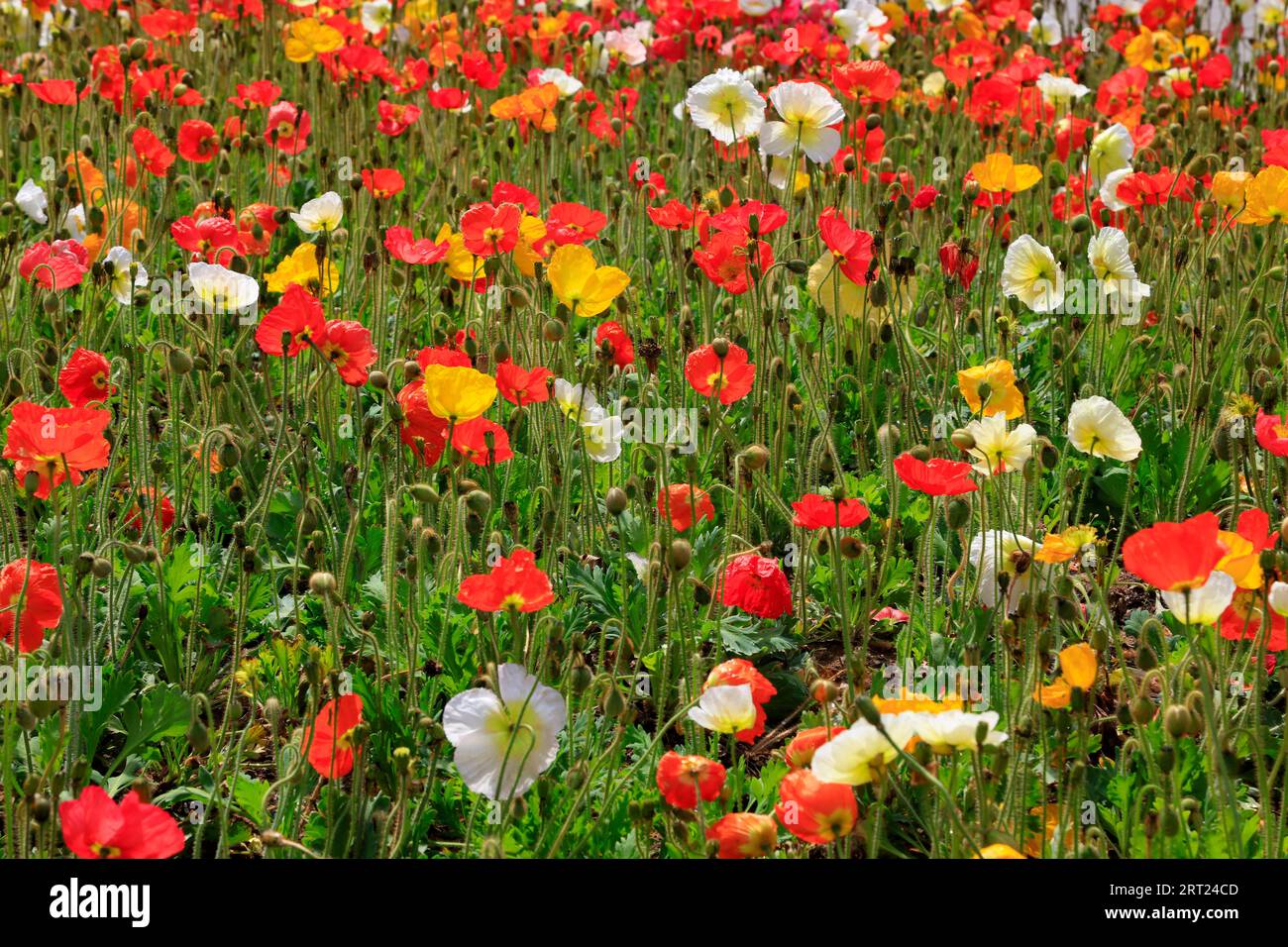 Poppy flowers in the garden Stock Photo - Alamy