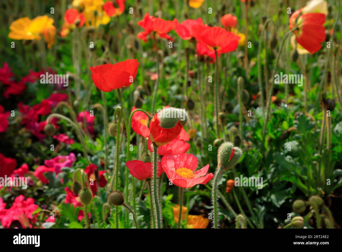 Poppy flowers in the garden Stock Photo - Alamy