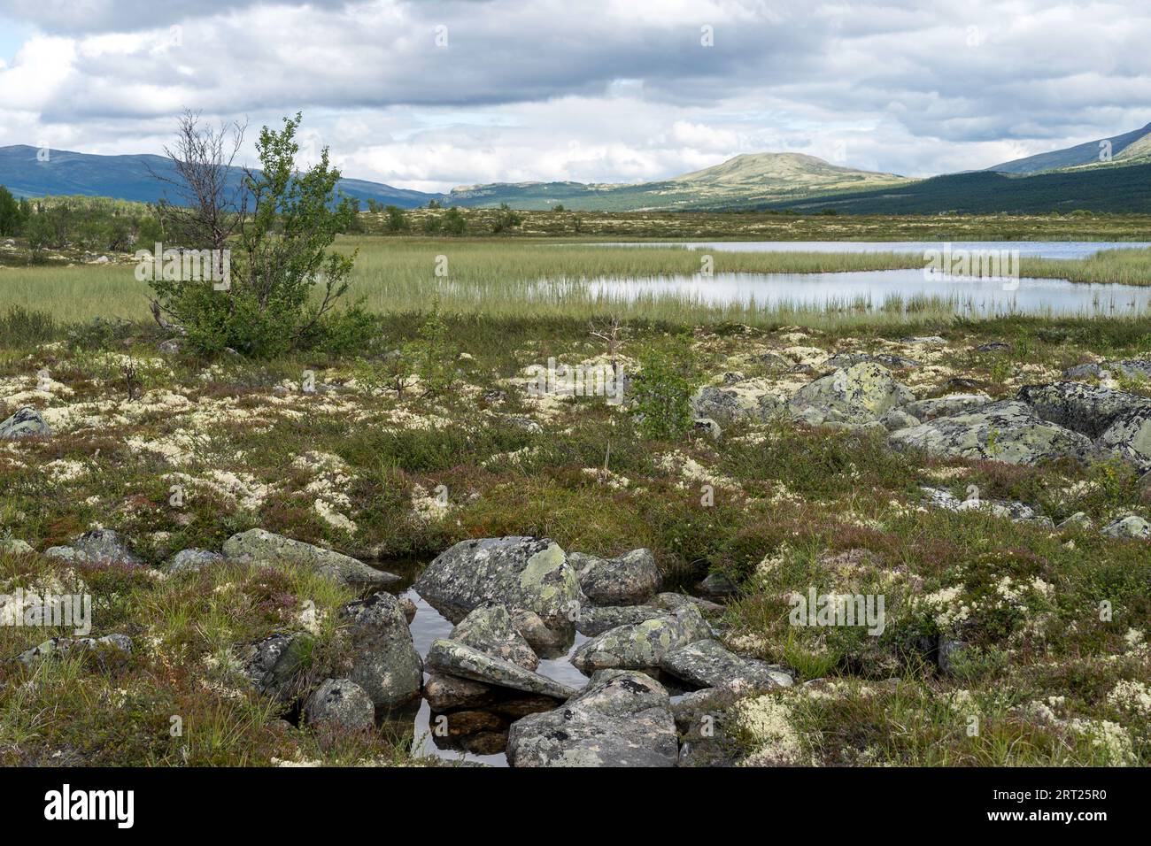 Wetlands in Fokstumyra nature reserve, Norway Stock Photo