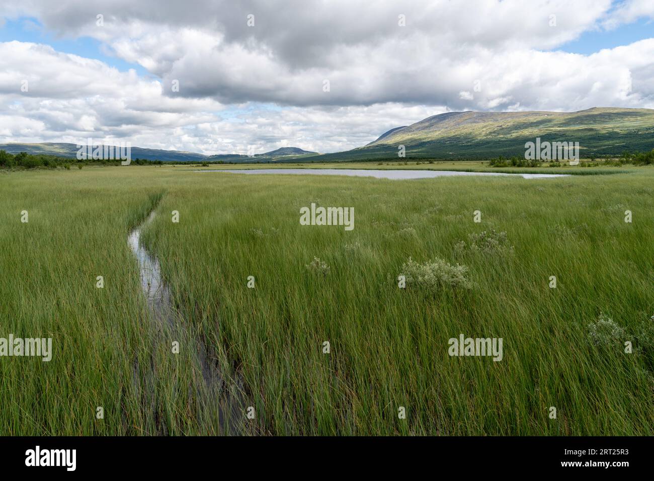 Wetlands in Fokstumyra nature reserve, Norway Stock Photo