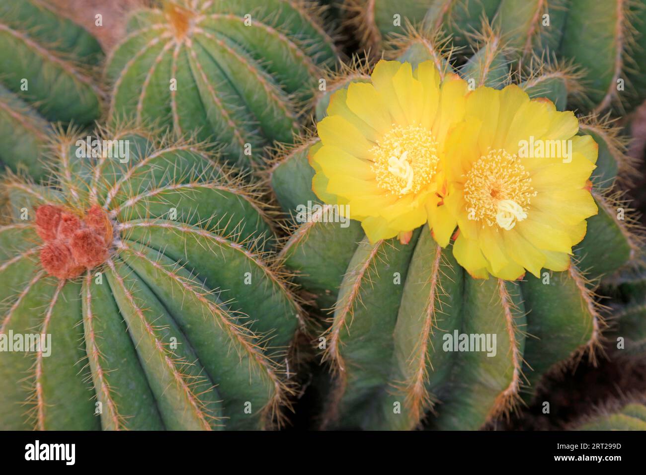 Cactus plants Notocactus magnificus in a garden Stock Photo