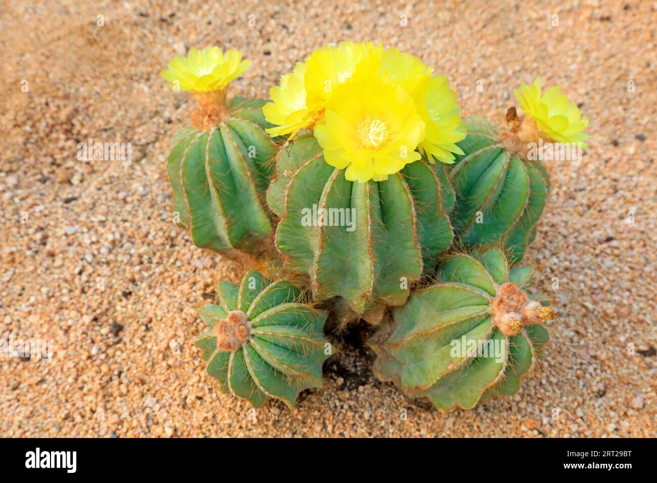 Cactus plants Notocactus magnificus in a garden Stock Photo