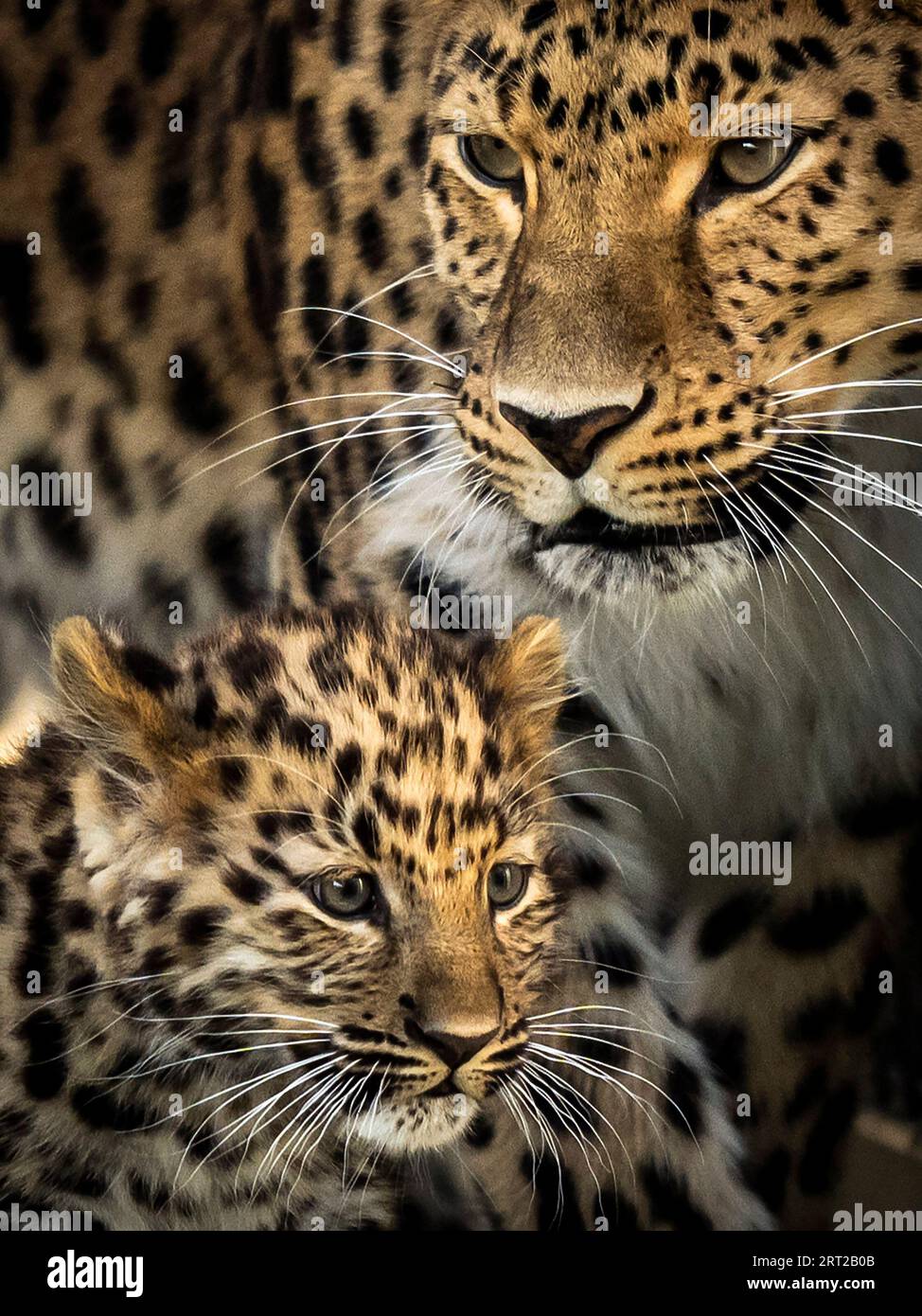 Amur Leopard Cubs And Mother amur-leopard-cubs-and-mother