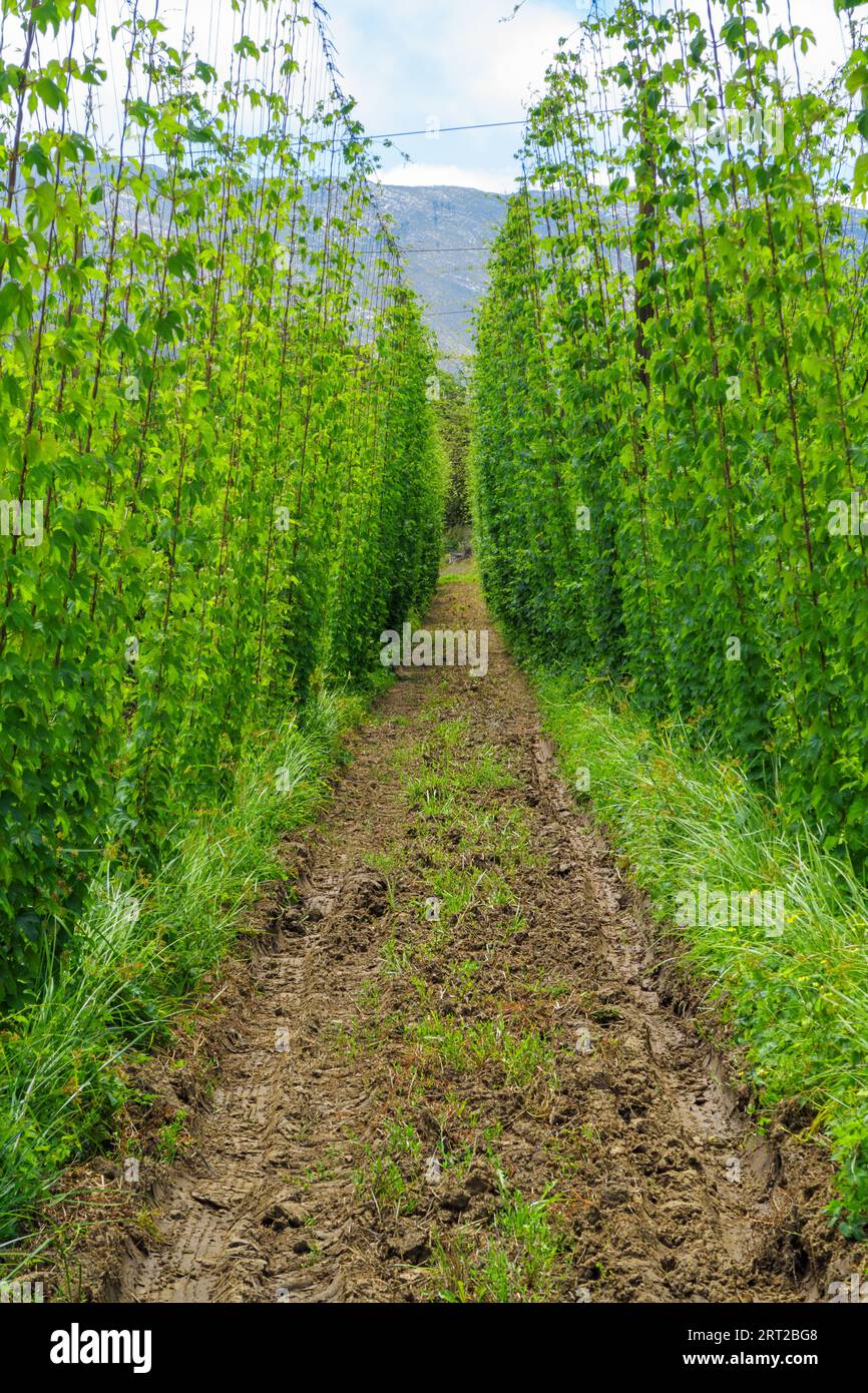 Hop vines hi-res stock photography and images - Alamy