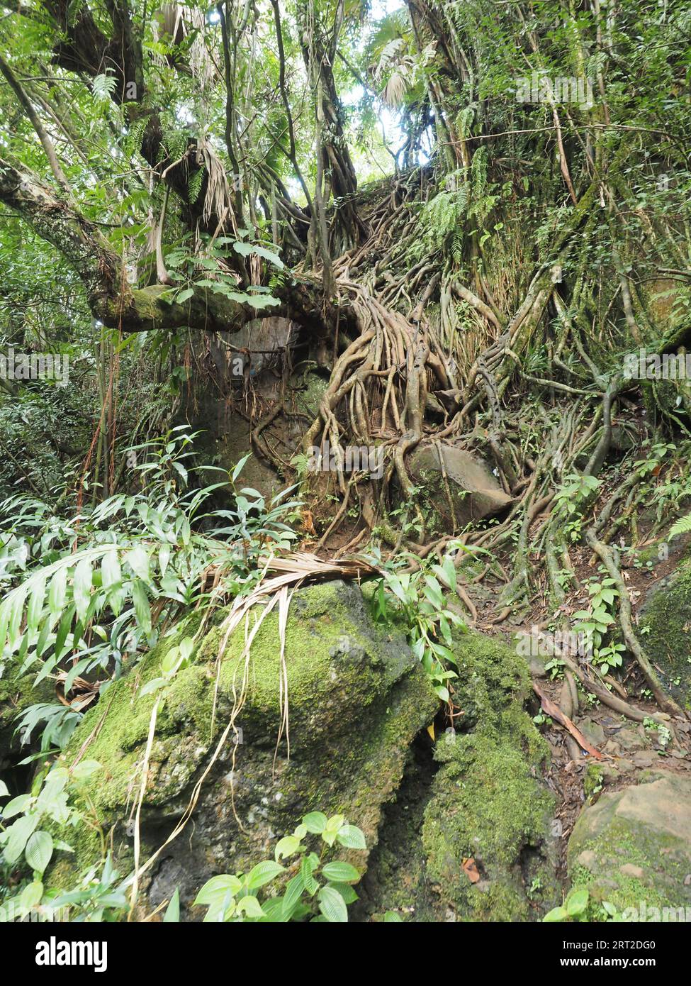 Trail to Cascade Eau Bleu, Mauritius Stock Photo