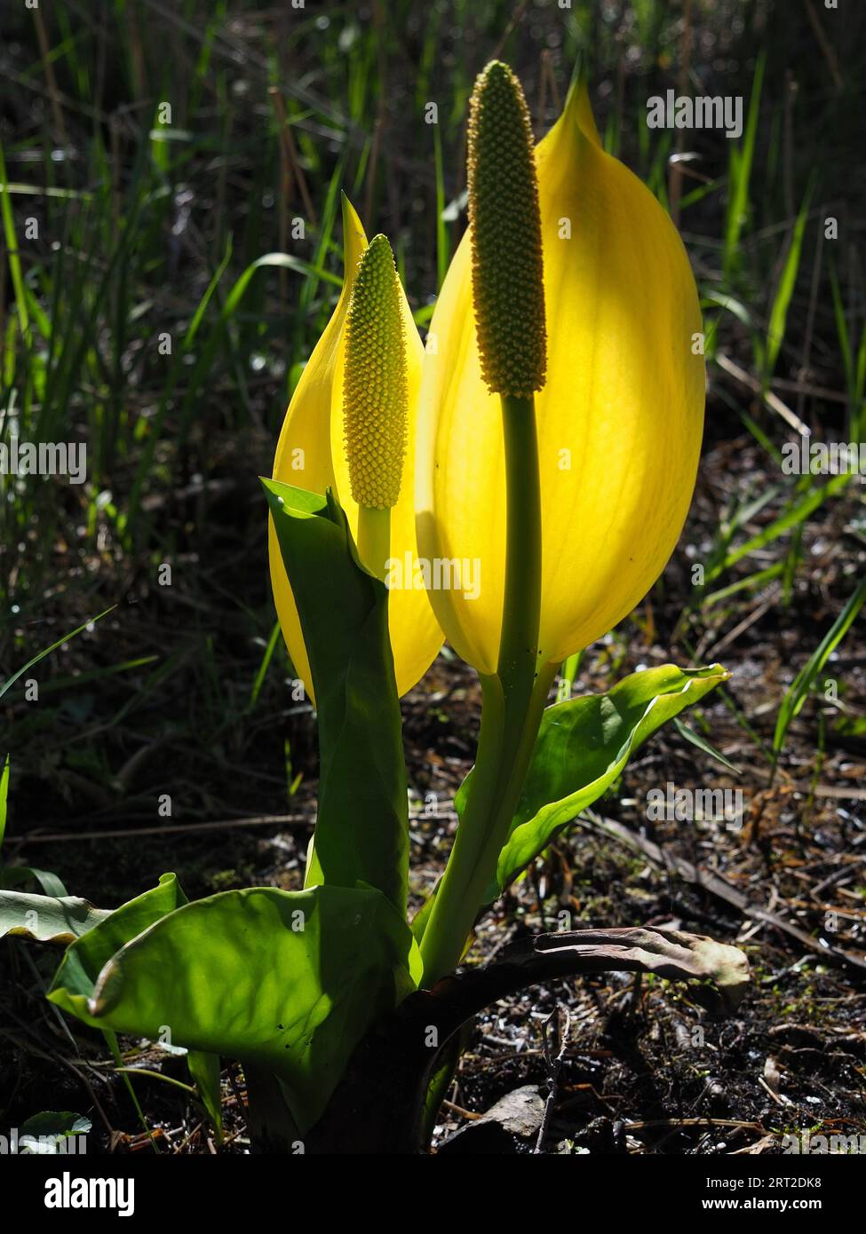 Lysichiton americanus, western, yellow or American skunk cabbage. An invasive species growing at Loch Fad, Isle of Bute, United Kingdom Stock Photo