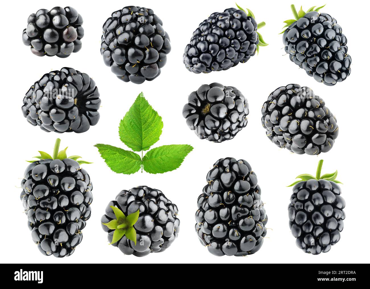 Collection of blackberry fruits with stem and leaf isolated on white background Stock Photo