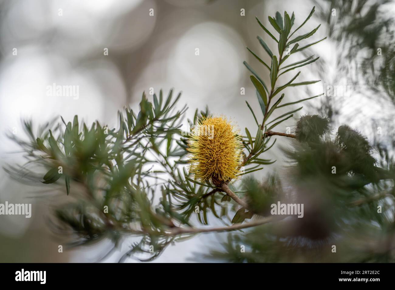 Banksia flowers hires stock photography and images Alamy