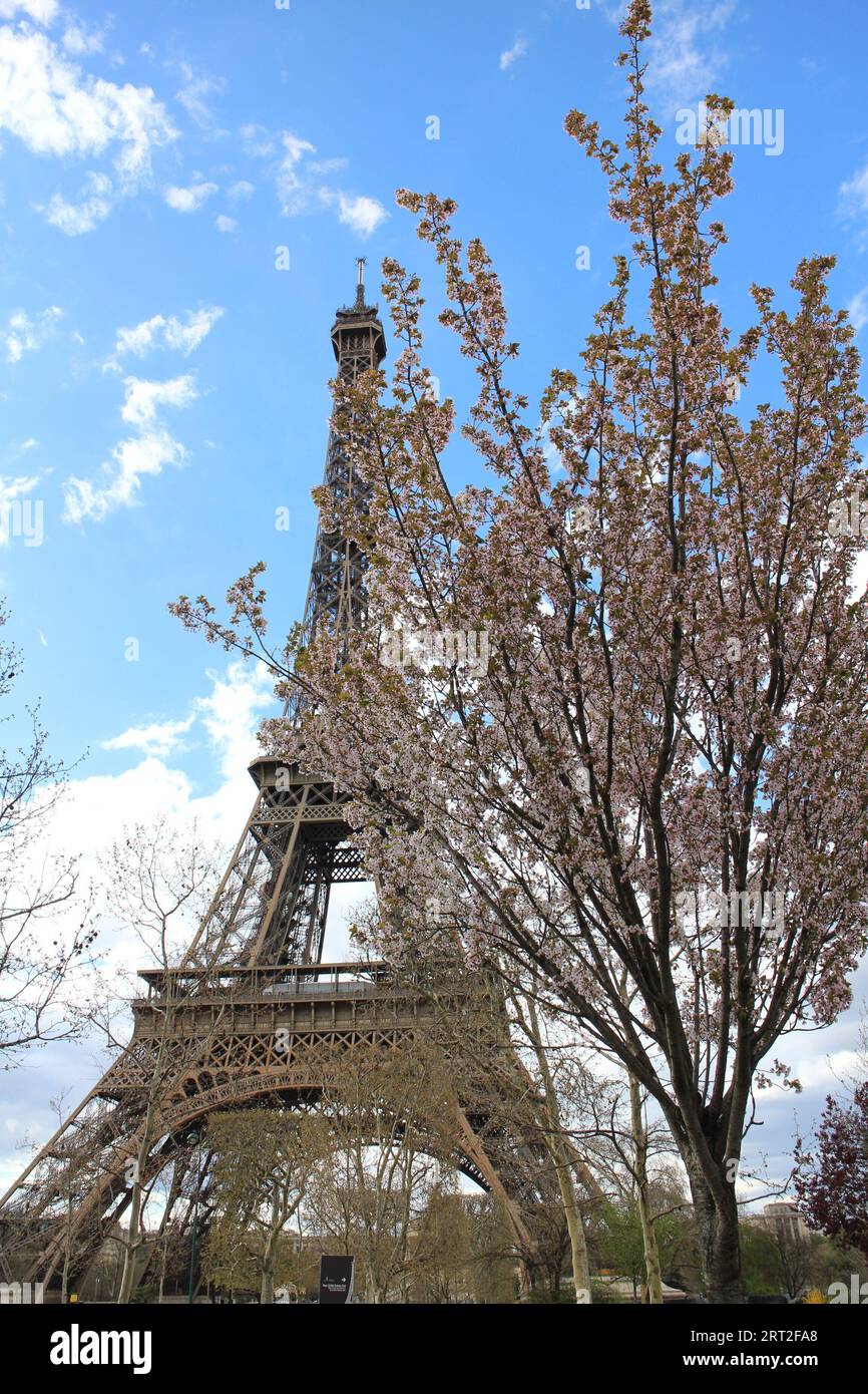 Eiffel tower and cherry blossoms in Paris, France Stock Photo