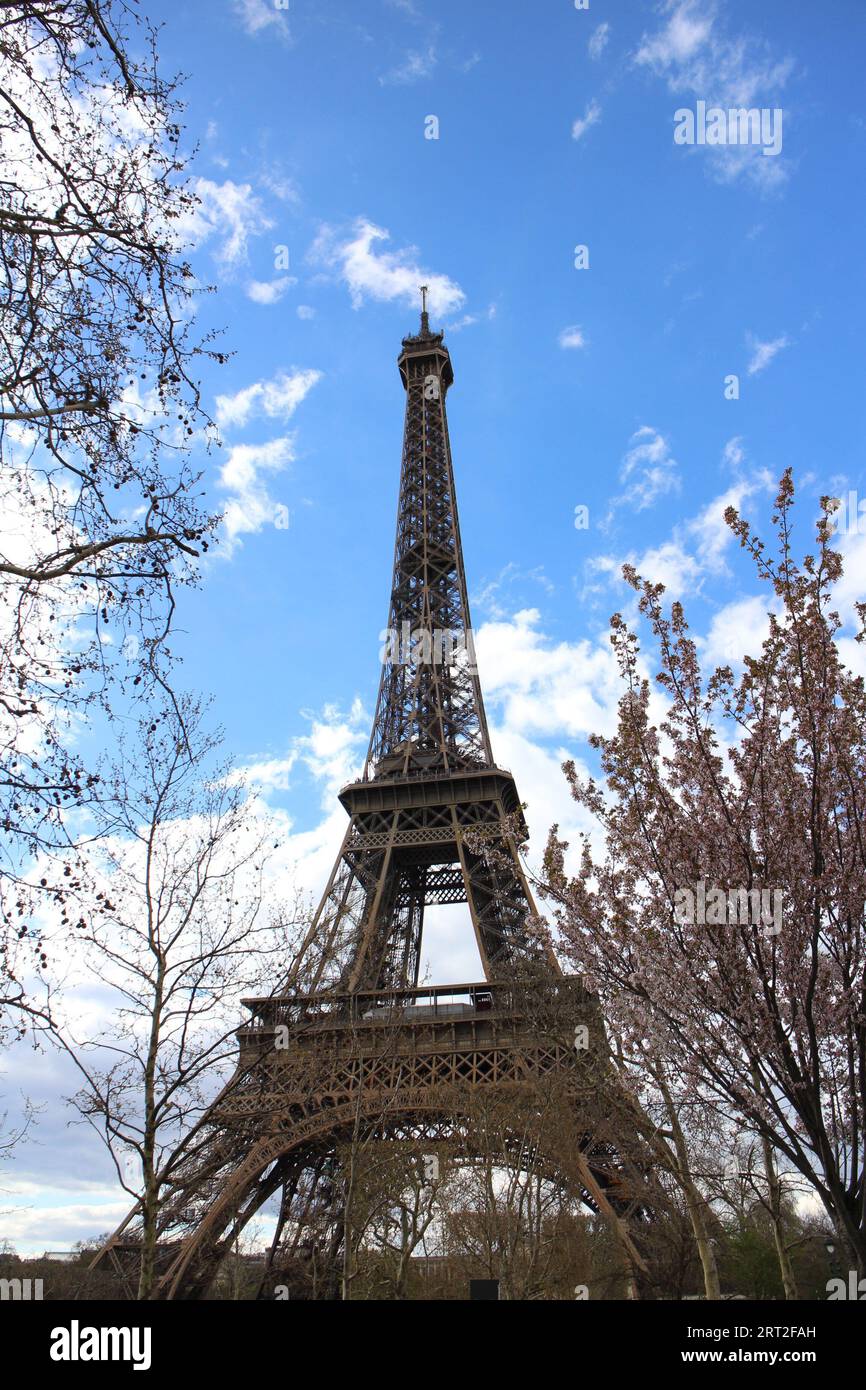 Eiffel tower and cherry blossoms in Paris, France Stock Photo