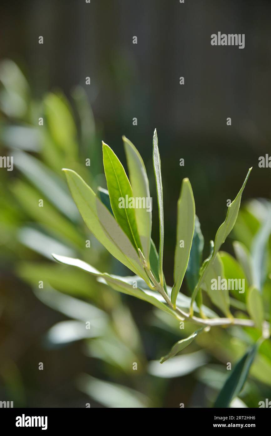 Olive tree leaves in a small urban garden in Brighton UK Stock Photo
