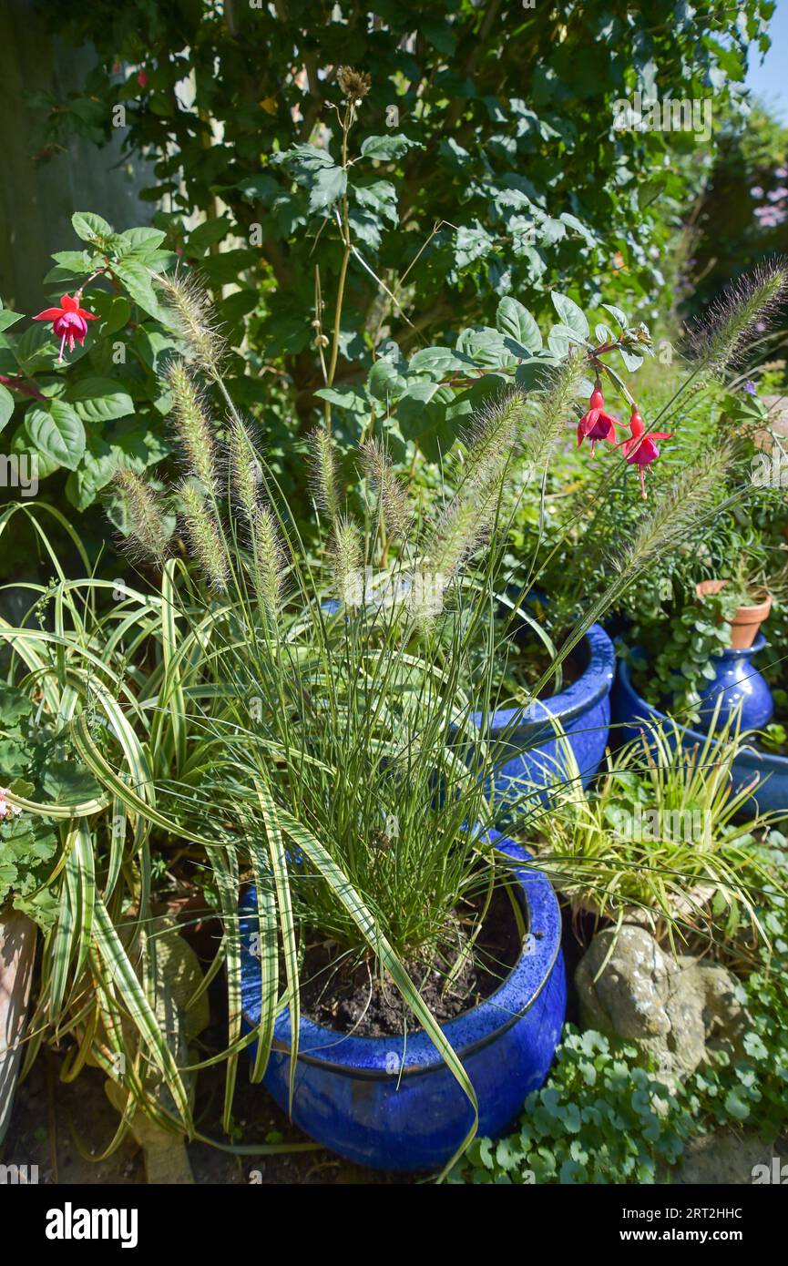 Pennisetum 'Hamelin' grass in a pot in small urban garden Stock Photo