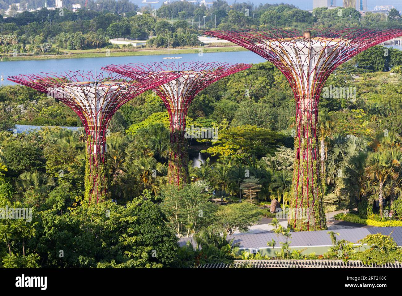Supertrees in Gardens by the Bay, Singapore Stock Photo