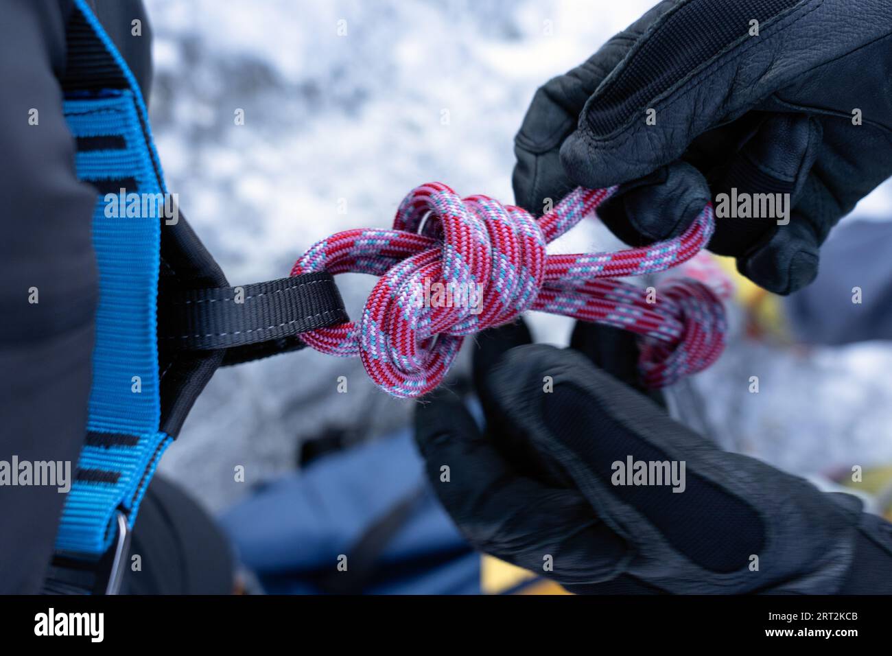 Mountaineer wearing the harness knotting the climbing rope to climb the mountain glacier to the peak. close up details. Gran Paradiso National Park. Stock Photo