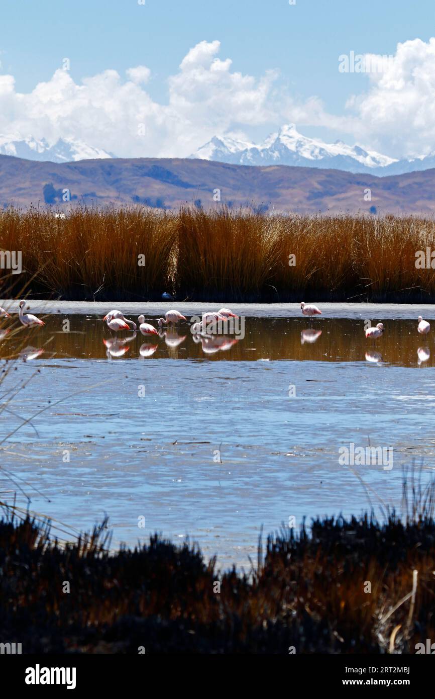 Lake Titicaca, BOLIVIA; September 9th 2023: Chilean flamingos (Phoenicopterus chilensis) feeding next to reed beds in the Inner Lake / Huiñay Marka (the smaller part of Lake Titicaca) near Puerto Guaqui. In the background are the snow capped peaks of the Cordillera Real mountains. In the foreground the old dead totora reeds have been burnt by locals, a regular practive during the dry season to encourage new growth; the ashes mix with the mud as water levels rise with the rainy season. In normal dry seasons this part of the shore would be full of water with no expoosed foreground mud. Stock Photo