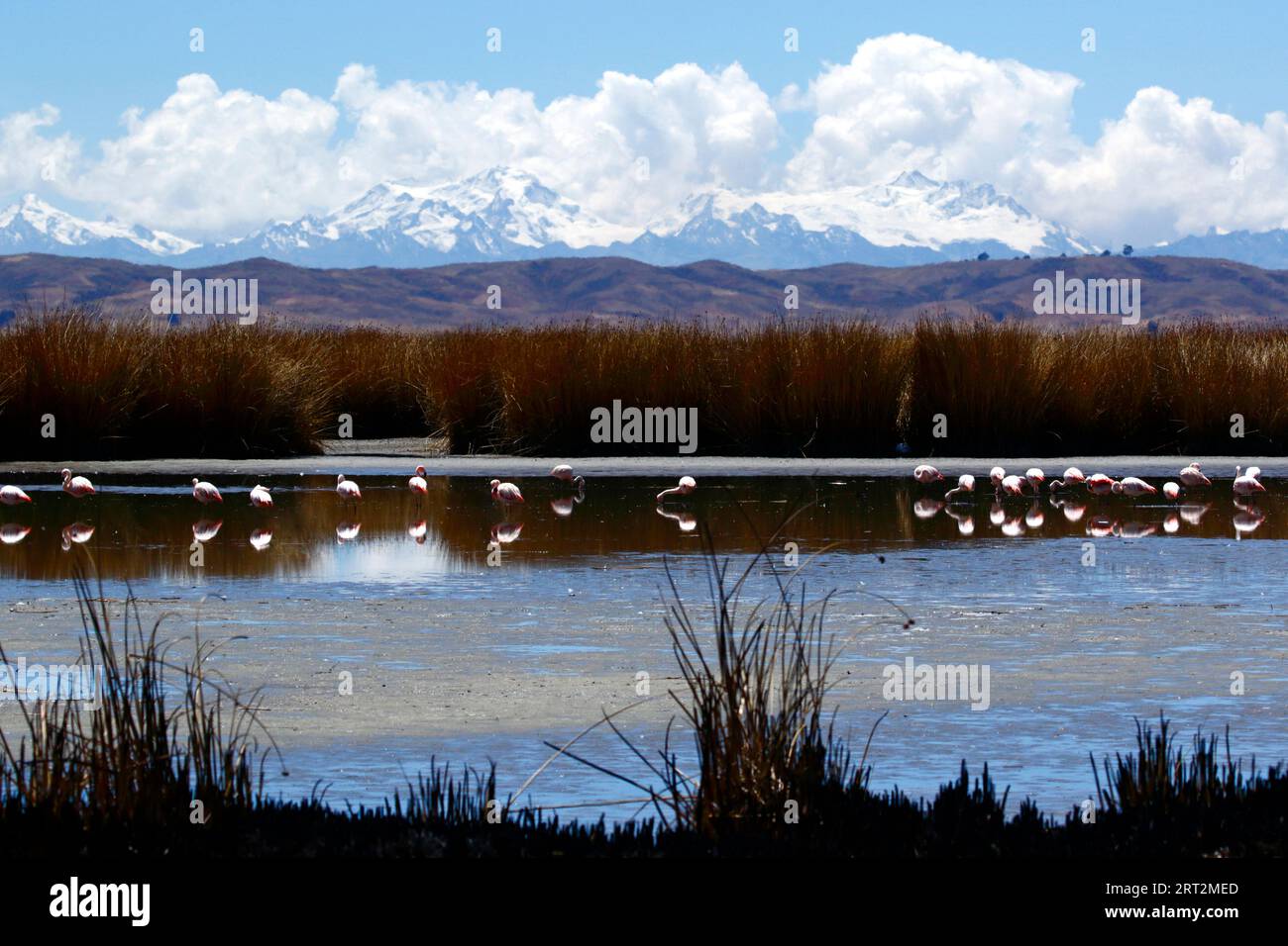 Lake Titicaca, BOLIVIA; September 9th 2023 Chilean flamingos