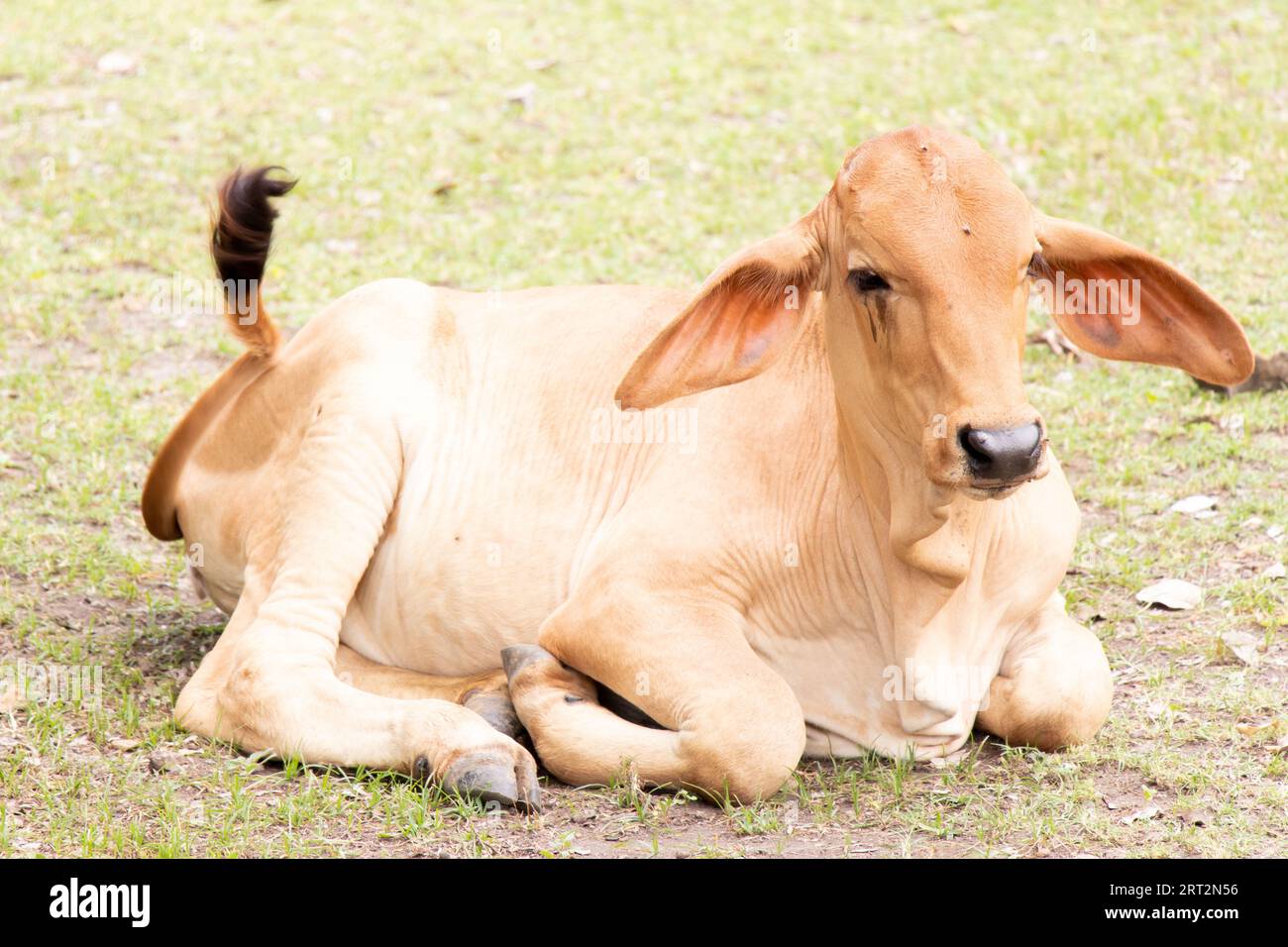 Brown cow lying down on green grass background Stock Photo - Alamy