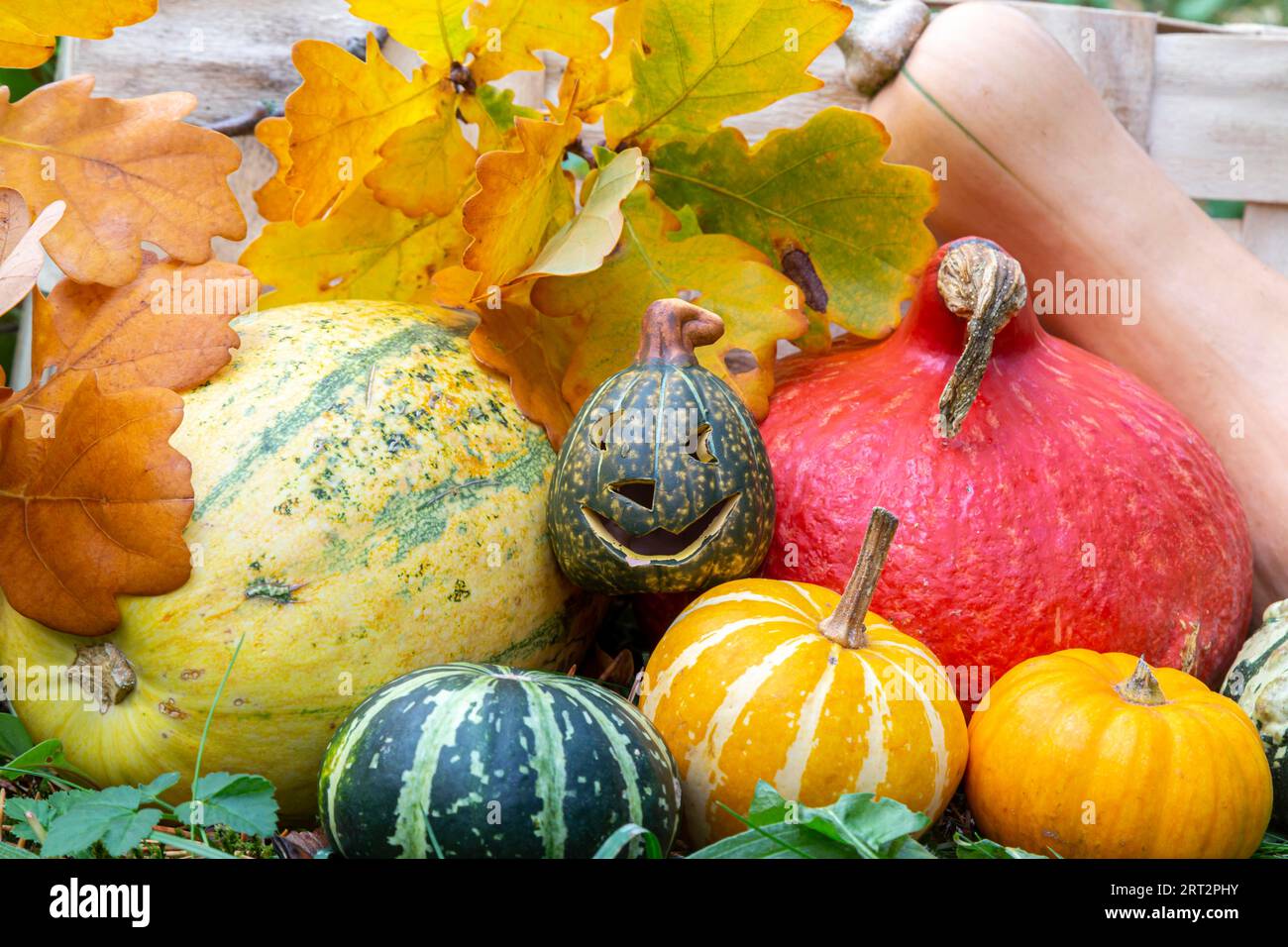 Jack o'lantern, Hokkaido squash, butternut squash, spaghetti squash and