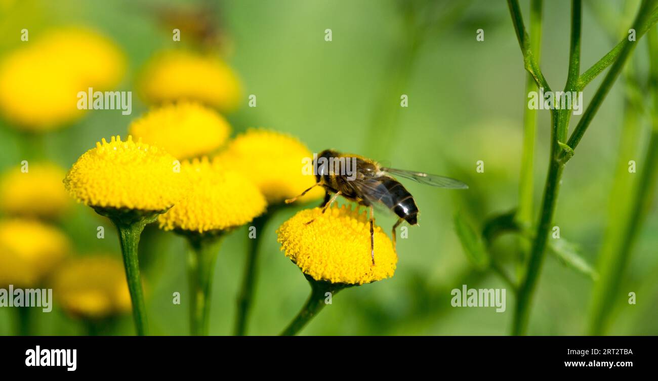 common tansy, bright yellow flowerheads, with striking hoverfly feeding. Tanacetum-vulgare Stock Photo