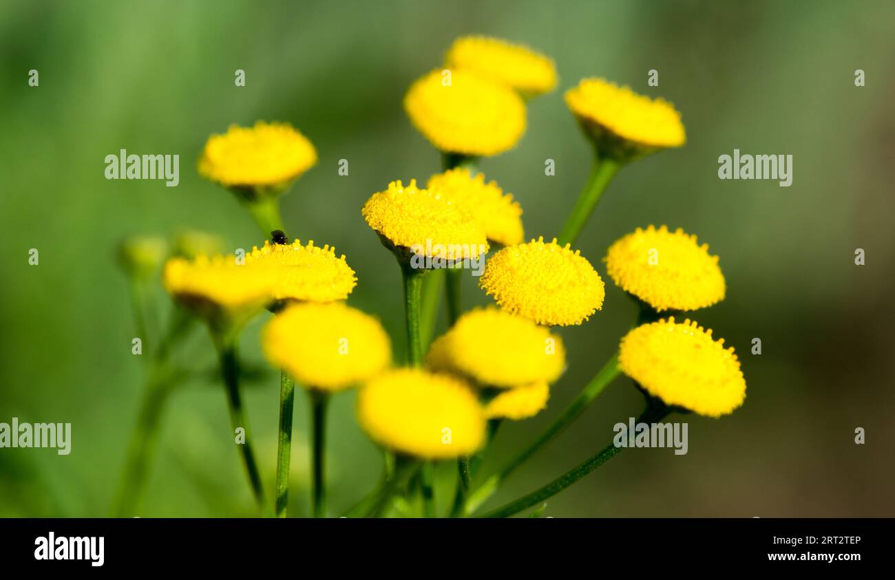 common tansy, bright yellow flowerheads, with striking hoverfly feeding. Tanacetum-vulgare Stock Photo