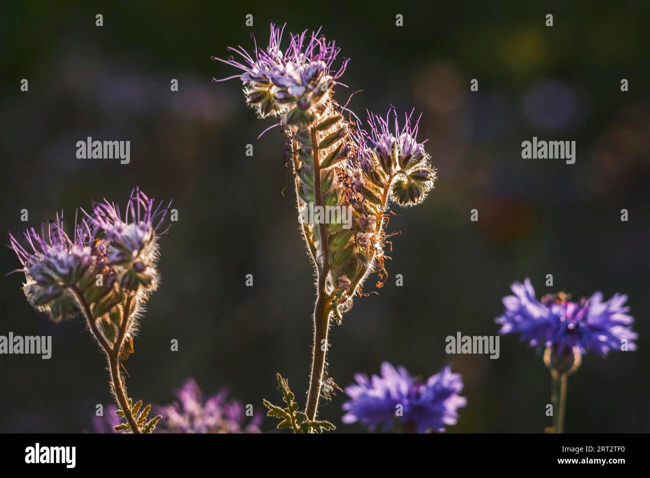 The tansy (phacelia), also called tussock beauty (Phacelia), is a plant species from the genus in the family of broadleaf plants. It is an important Stock Photo