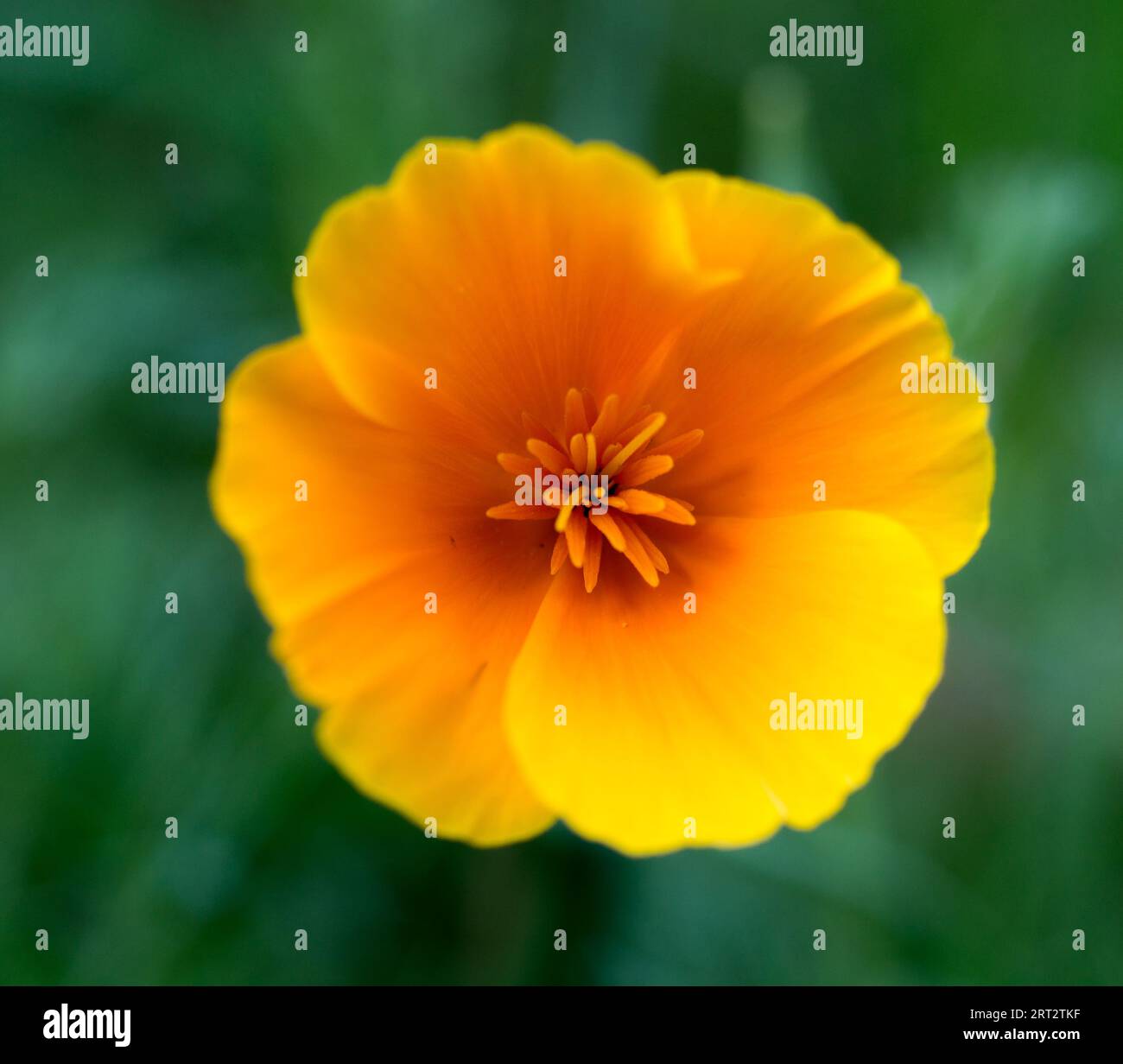 Echinacea Semi 1000 Bianco Semi Di Papavero Della California