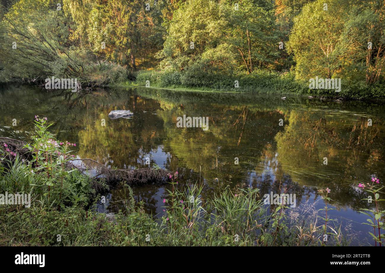 Crooked trees whose crowns lean towards the water and are reflected in