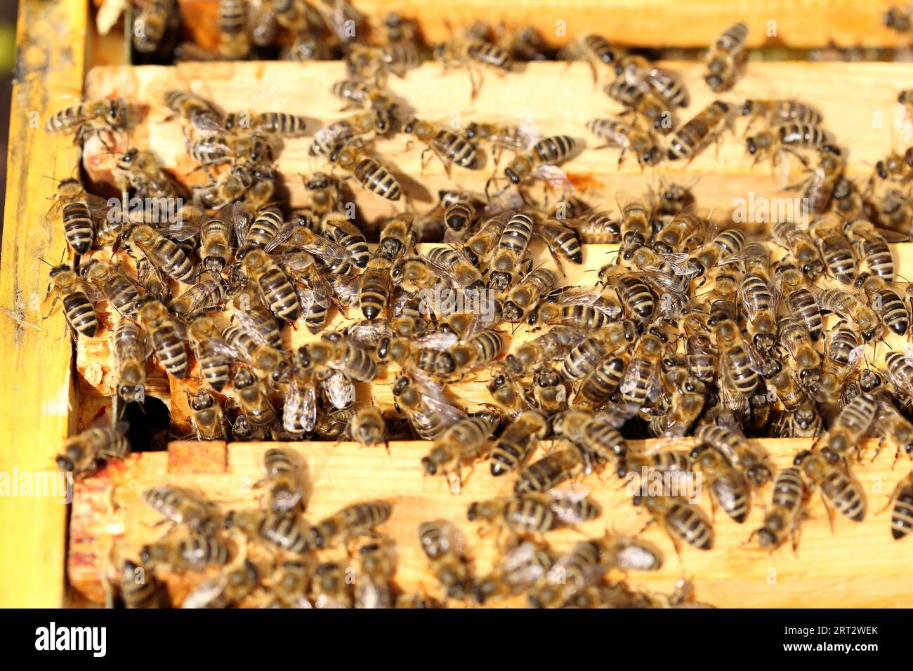 Many honey bees sit on the bee box Stock Photo