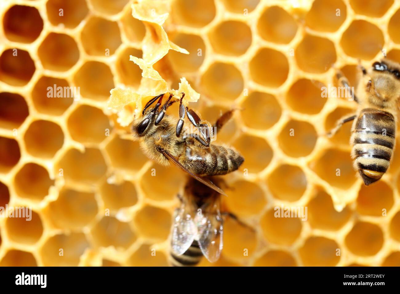 Honey bee building on the comb Stock Photo