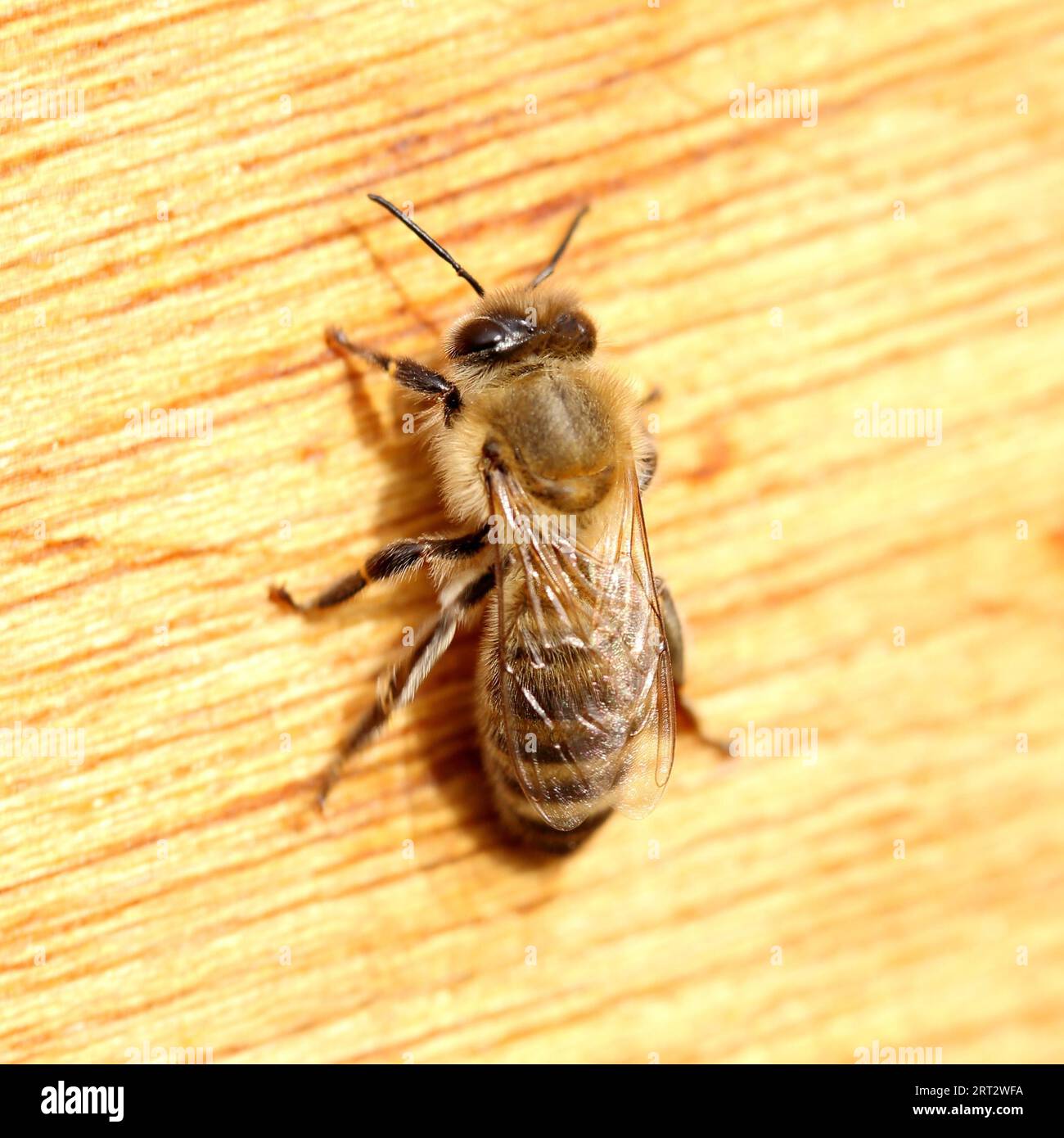 A honey bee Stock Photo