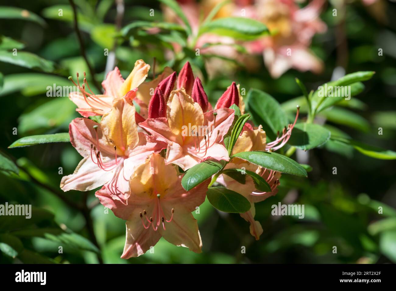Rhododendron shrub Stock Photo