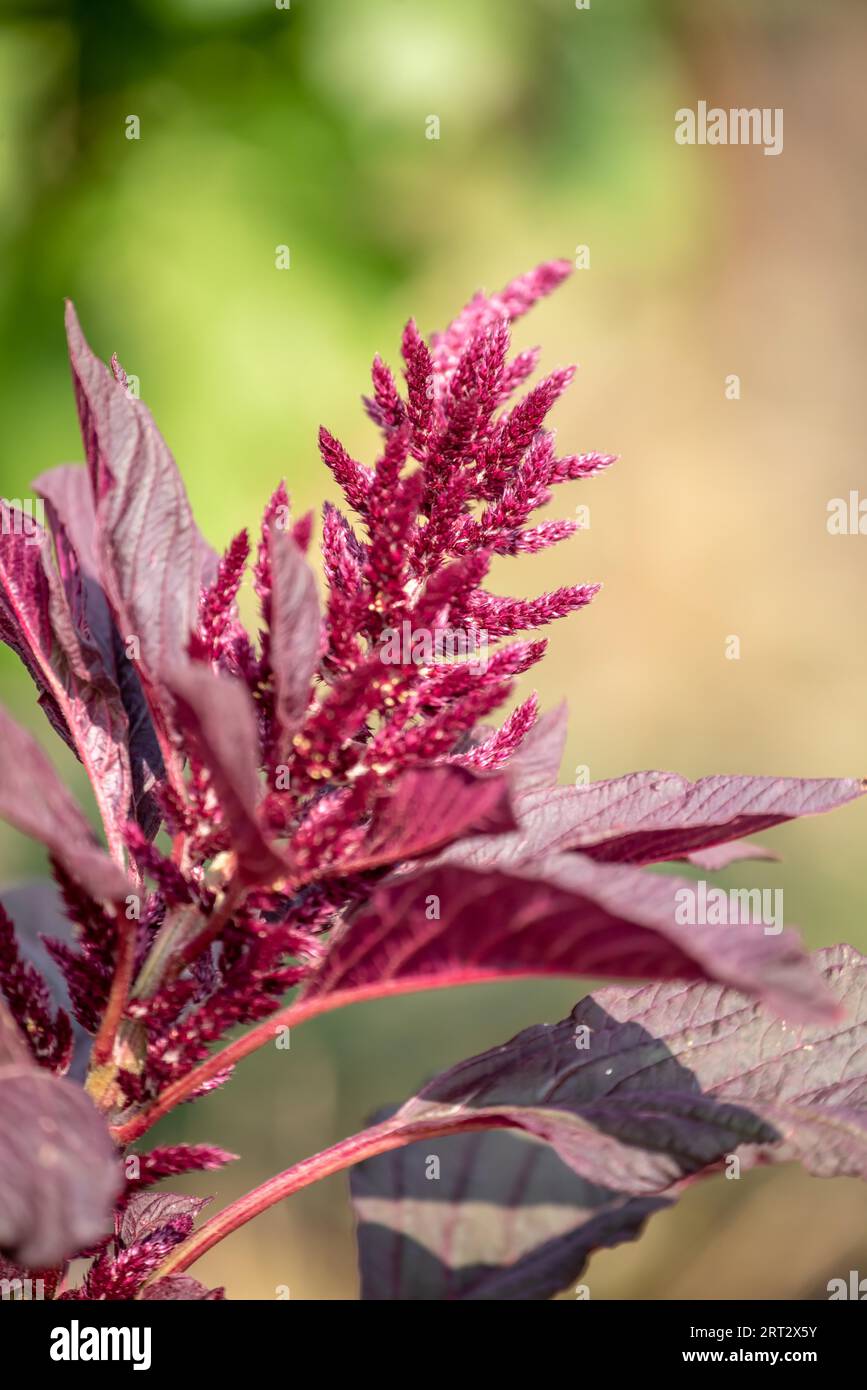 (Amaranthus) hybridus in the wine region of Dernau Stock Photo
