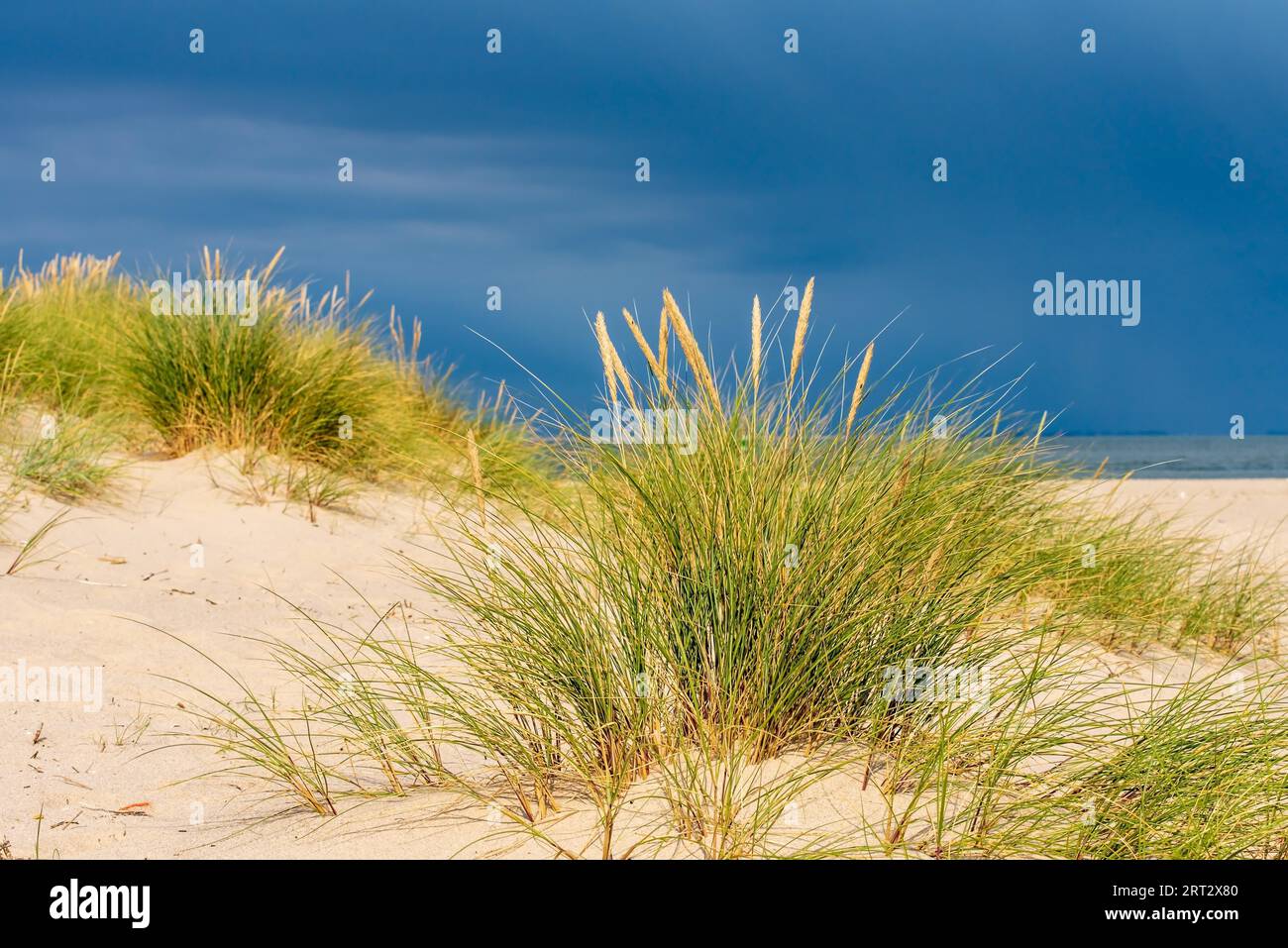 Marram Grass for landscape management Stock Photo - Alamy