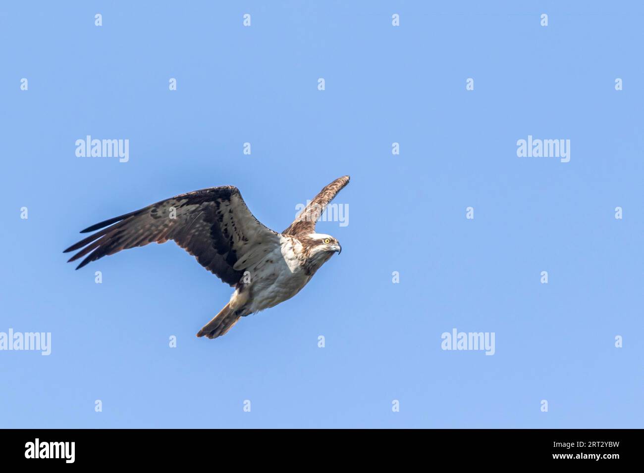 An osprey in flight in search of food at Forellenhof Trauntal, An osprey in flight over Boerfink in Palatina Stock Photo
