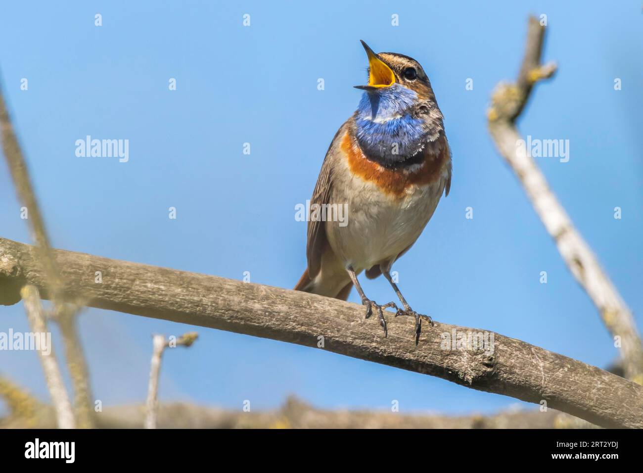 A white-spotted bluethroat on a branch, A white-spotted bluethroat on a branch Stock Photo