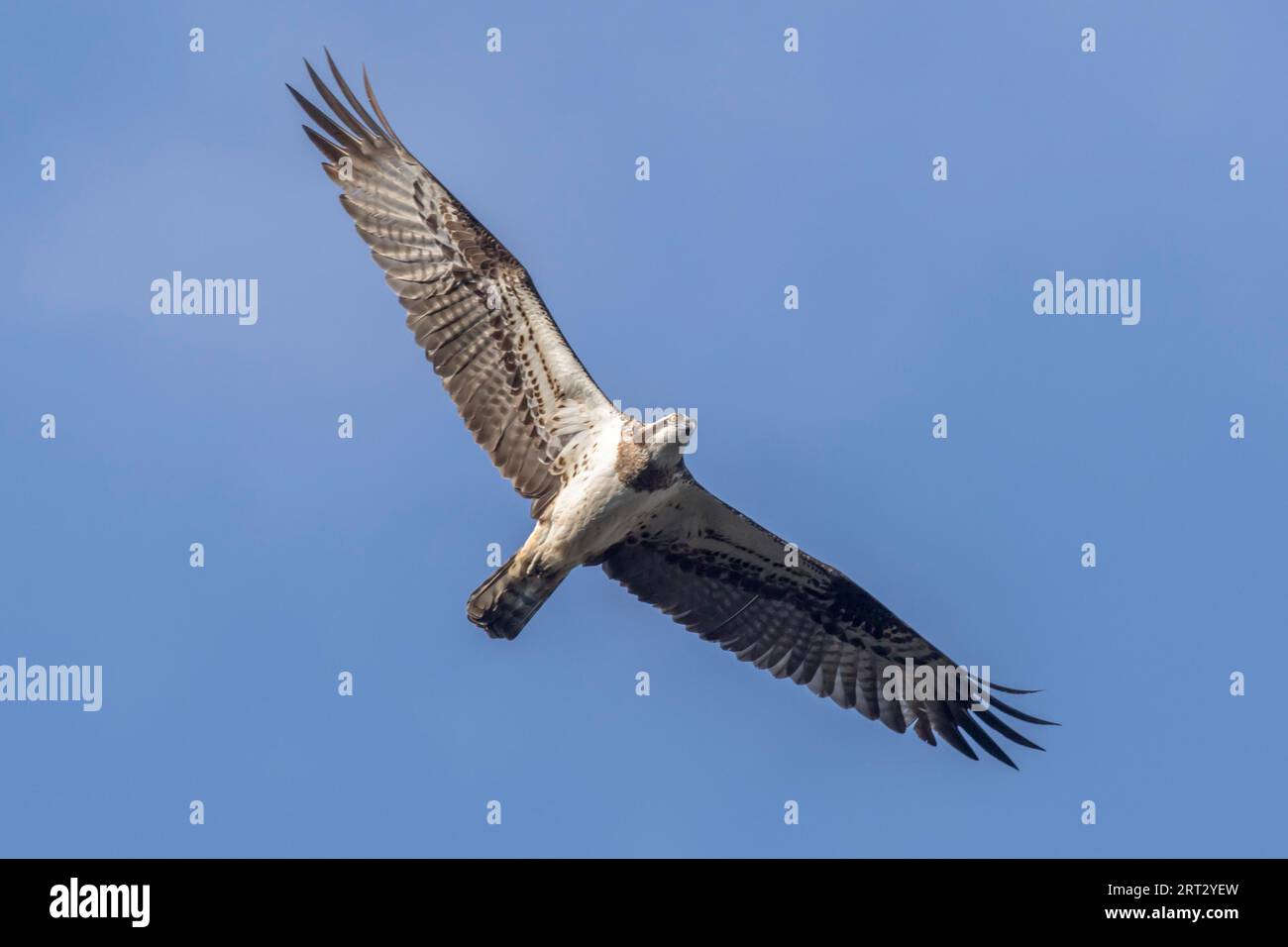 An osprey in flight in search of food at Forellenhof Trauntal, An osprey in flight over Boerfink in Palatina Stock Photo