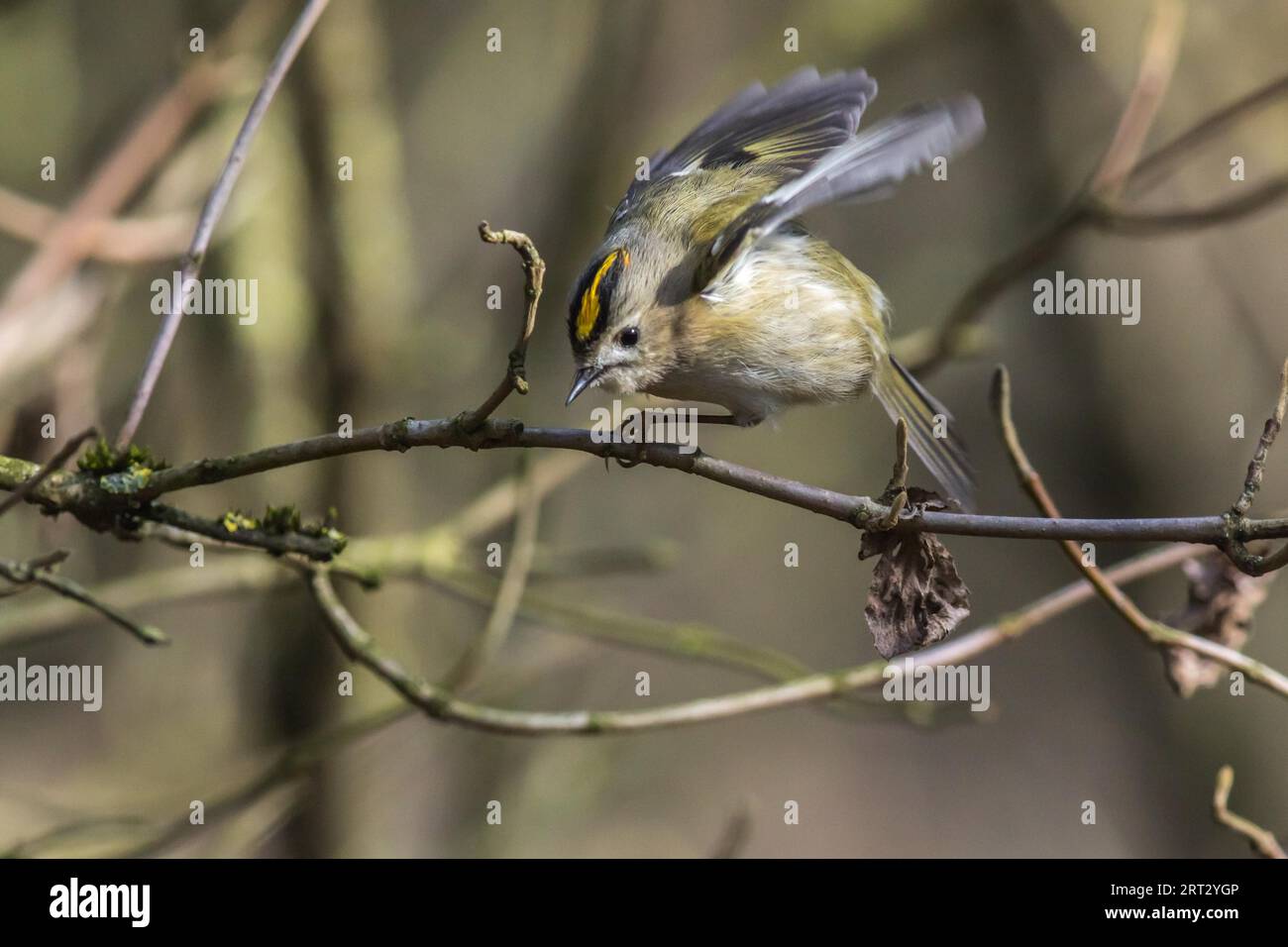 A goldcrest is sitting on a branch Stock Photo