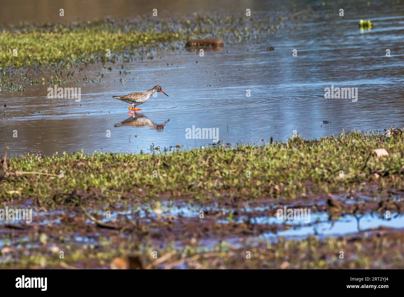 Redshank on migration in the Beeder Bruch in March 2019, A common redshank in Beeder Bruch Stock Photo