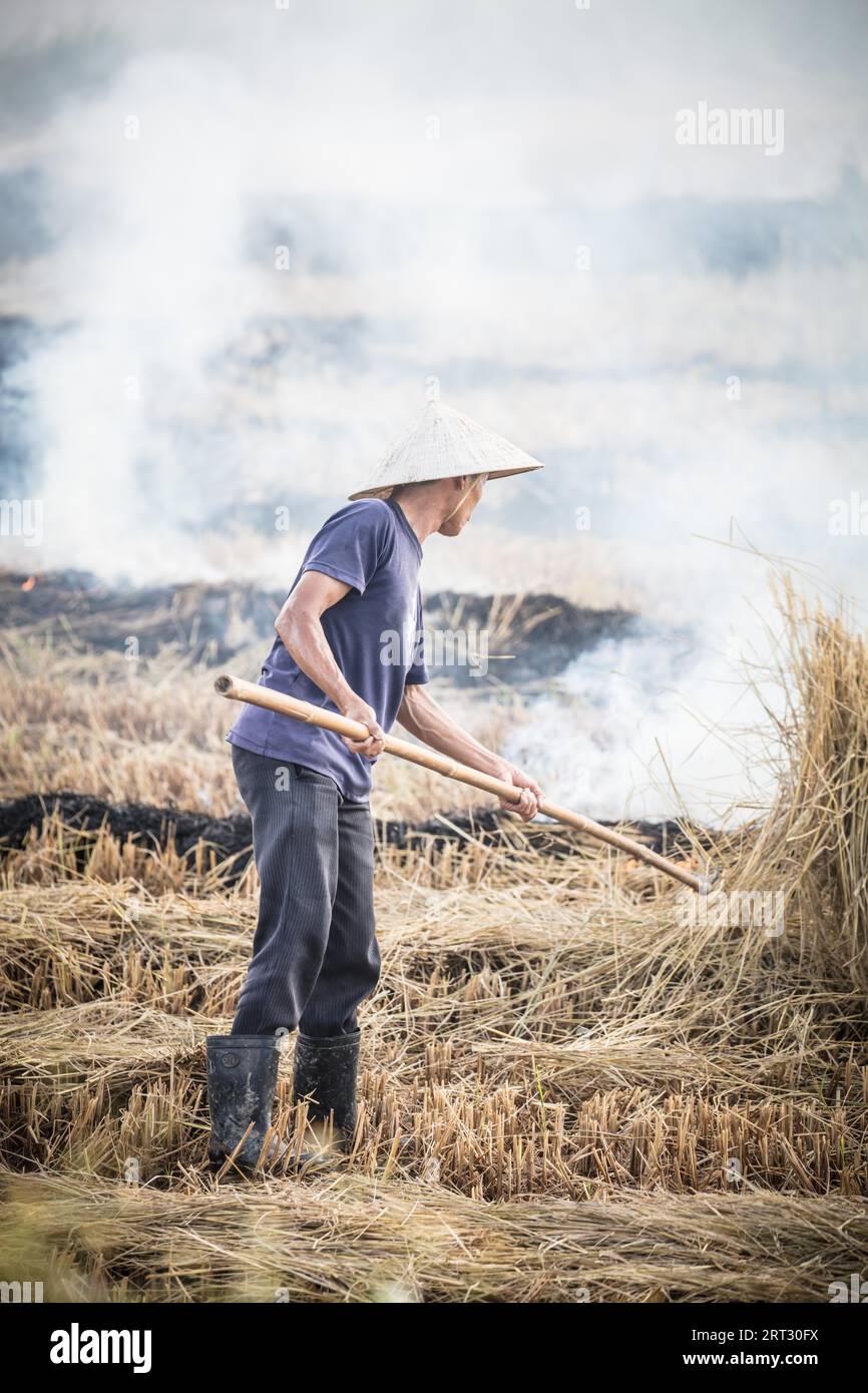Vietnamese crops hi-res stock photography and images - Alamy