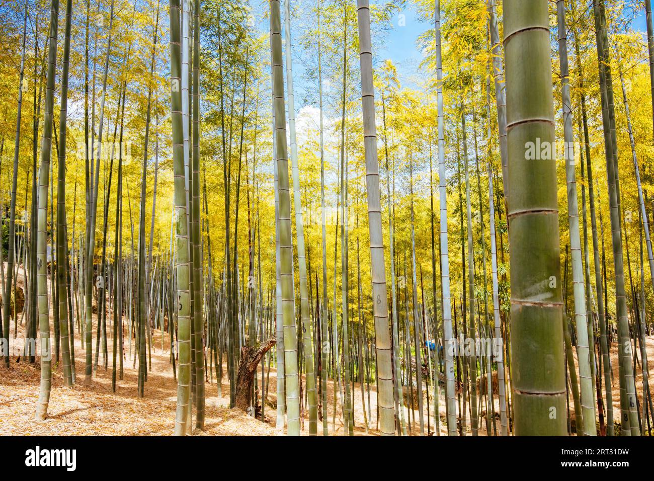 The secret bamboo forest of Fushimi Inari Shrine on a warm spring day