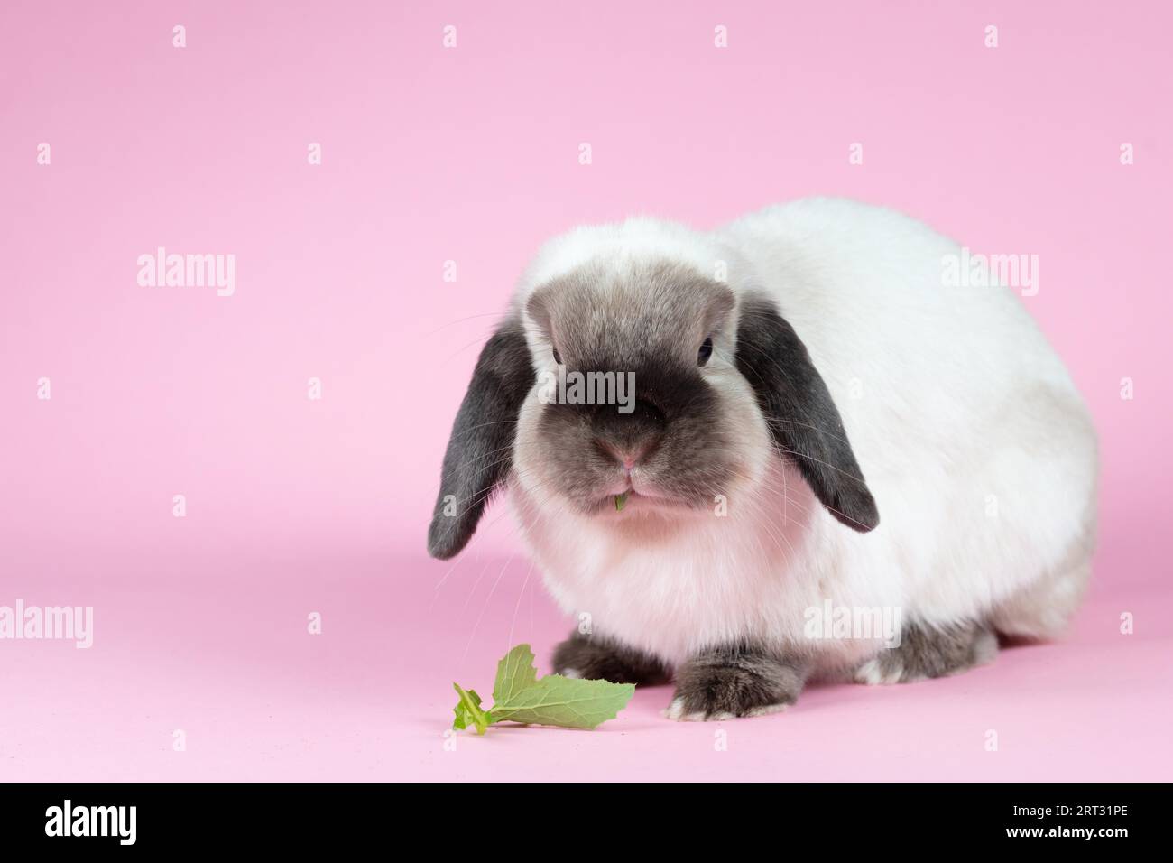 A beautiful mini lop rabbit against an isolated background Stock Photo ...