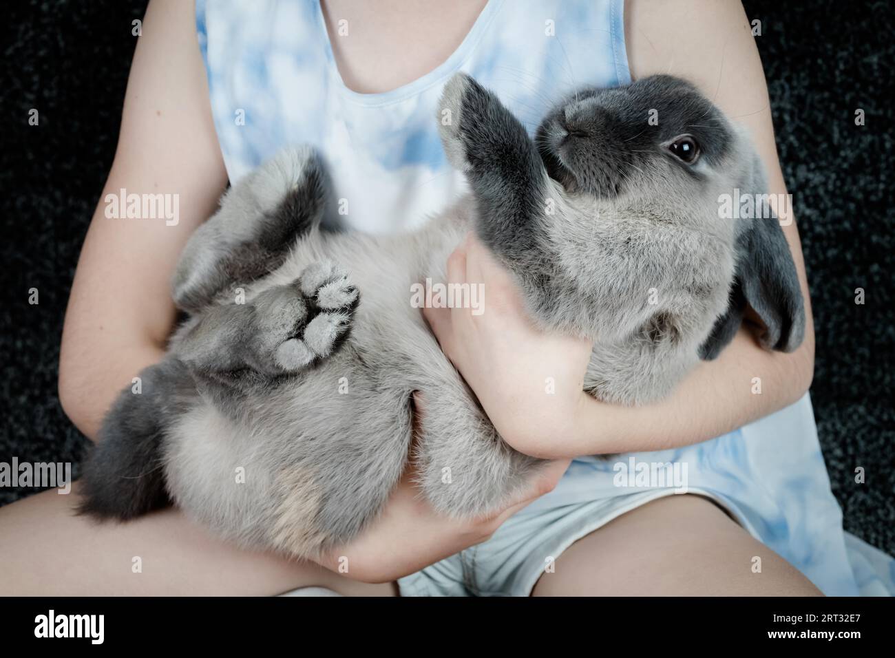 A beautiful lop rabbit being held by a young girl in a home environment