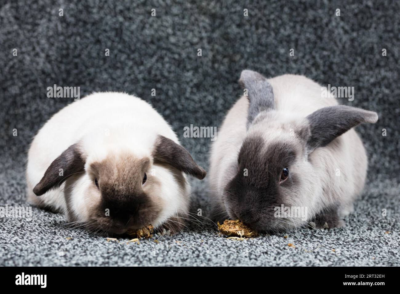 A beautiful pair of lop rabbits eating against an isolated background ...