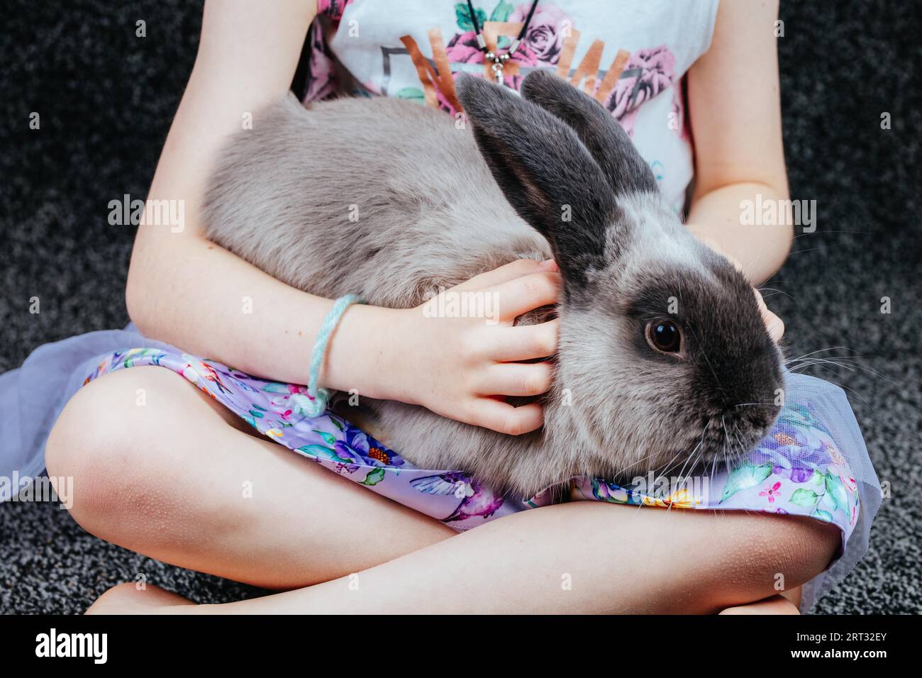 A beautiful lop rabbit being held by a young girl in a home environment ...