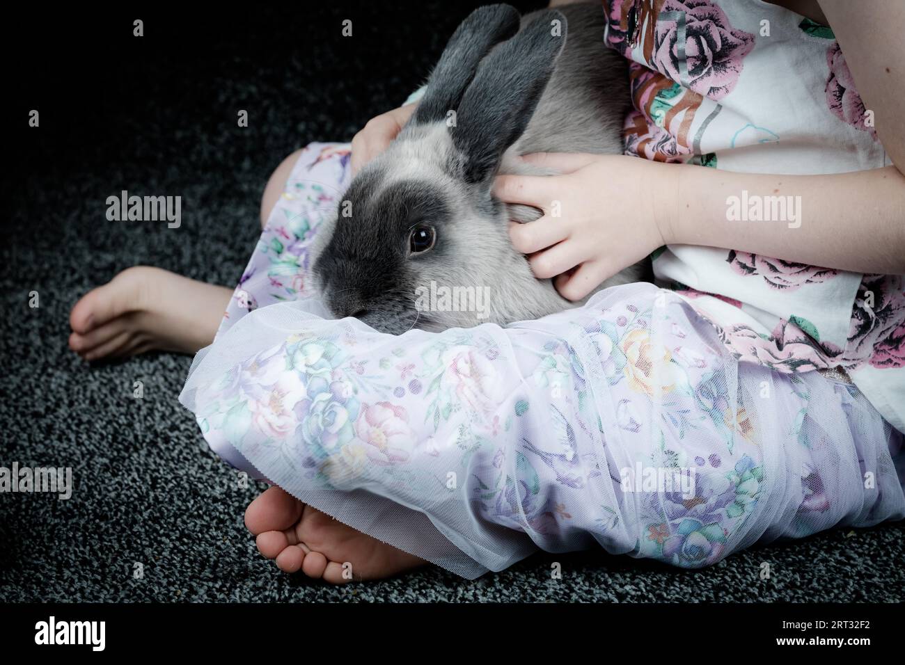 A beautiful lop rabbit being held by a young girl in a home environment ...