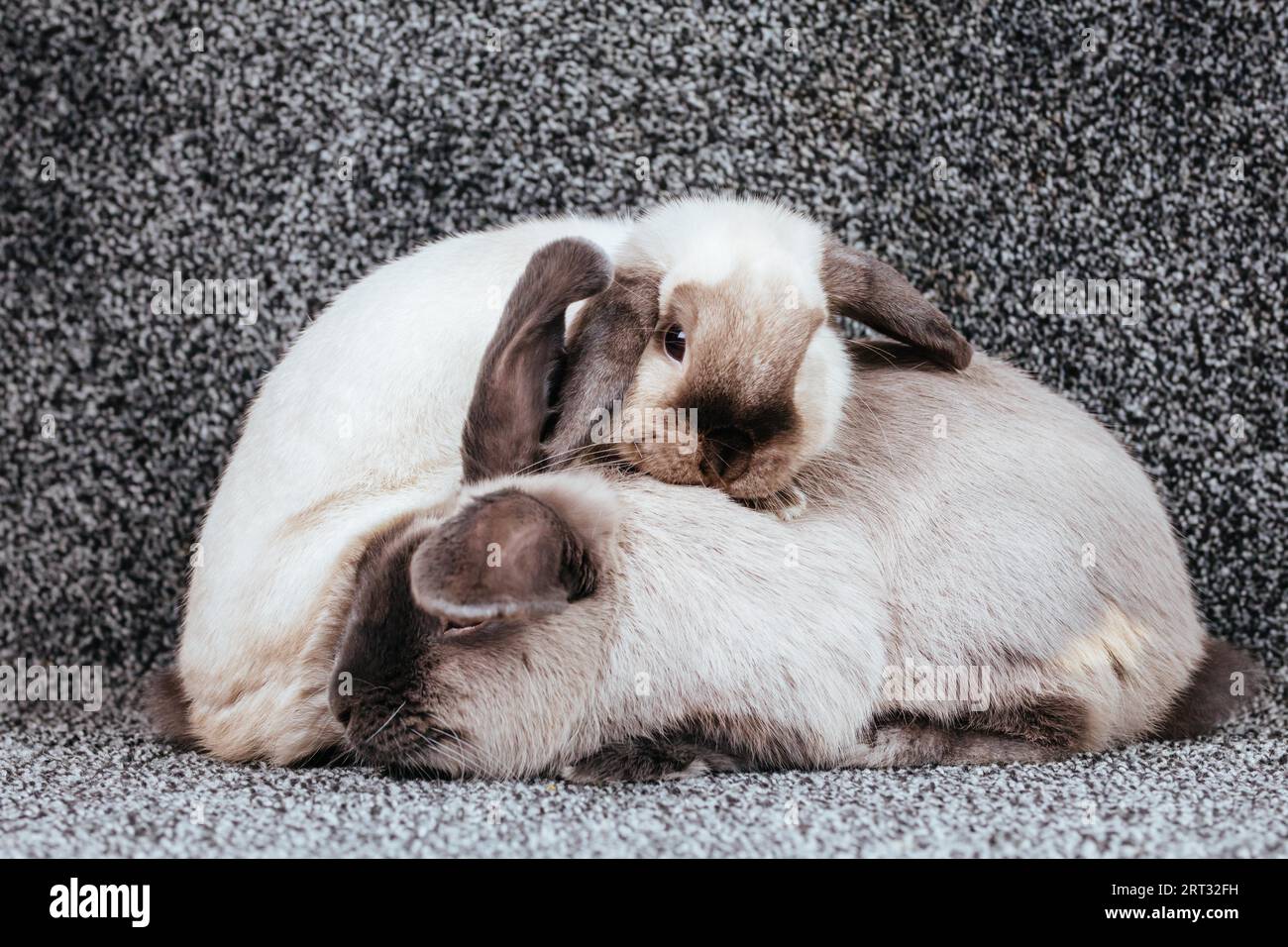 Rabbits are beautiful hi-res stock photography and images - Alamy