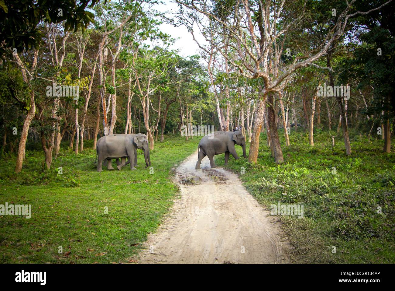 Elephants crossing the safari track in Kaziranga National Park in the northeastern Indian state of Assam Stock Photo